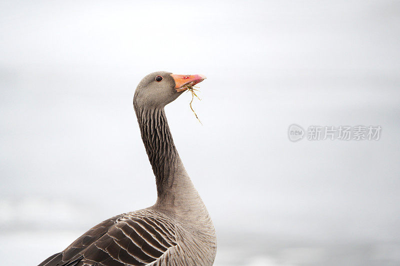 Greylag goose, Bærum Norway